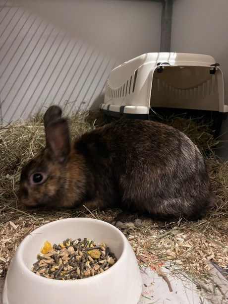 Knaagdier / Haasachtige Konijn