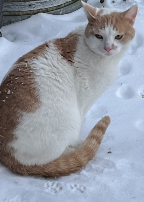 Kat Europese korthaar of huiskat