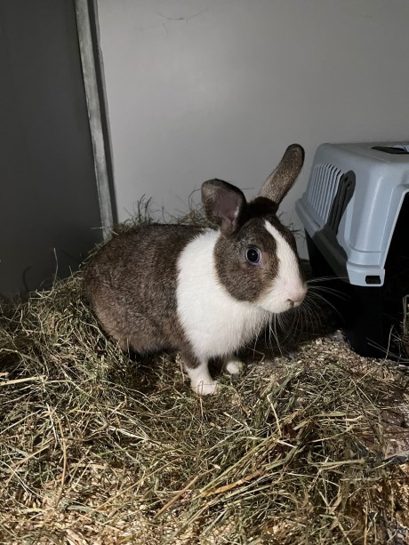 Knaagdier / Haasachtige Konijn