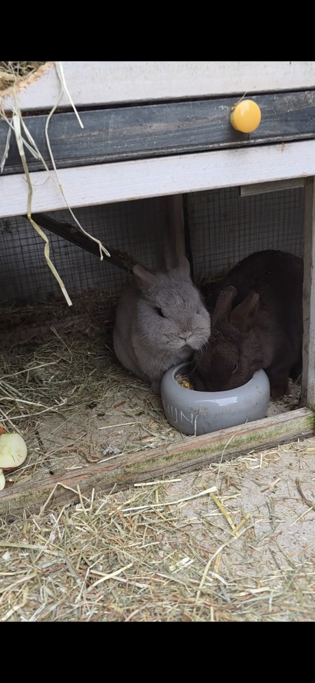 Knaagdier / Haasachtige Konijn