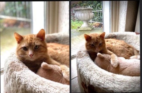 Kat Europese korthaar of huiskat