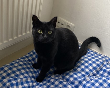 Kat Europese korthaar of huiskat