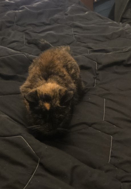 Kat Europese korthaar of huiskat