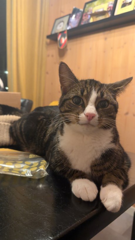 Kat Europese korthaar of huiskat