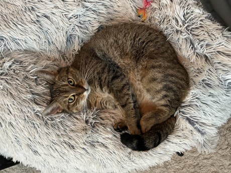 Kat Europese korthaar of huiskat