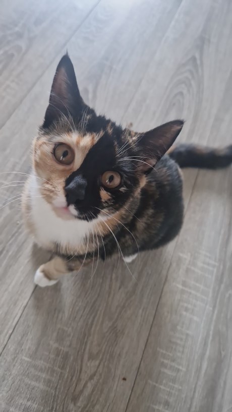 Kat Europese korthaar of huiskat