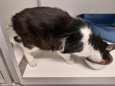 Kat Europese korthaar of huiskat