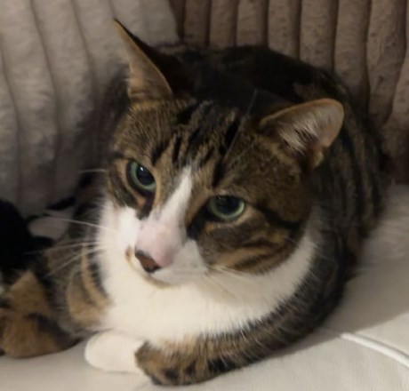 Kat Europese korthaar of huiskat