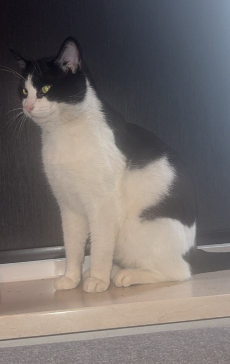 Kat Europese korthaar of huiskat