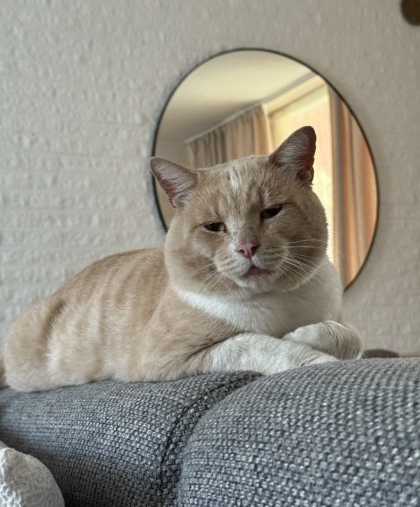 Kat Europese korthaar of huiskat