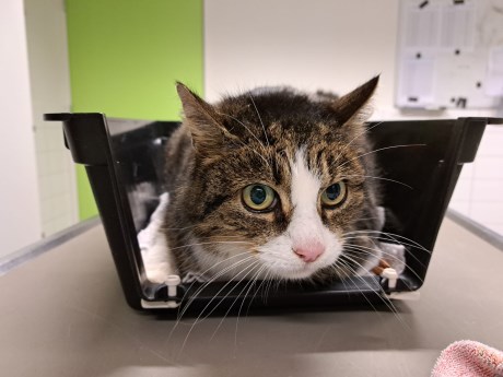 Kat Europese korthaar of huiskat