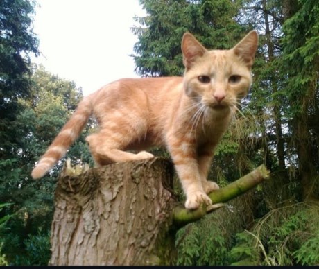 Kat Europese korthaar of huiskat