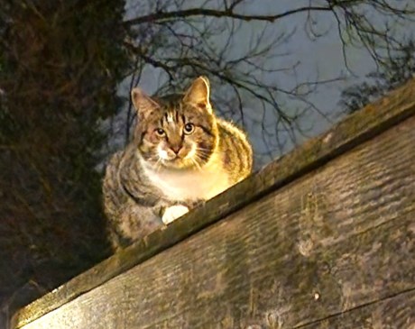 Kat Europese korthaar of huiskat