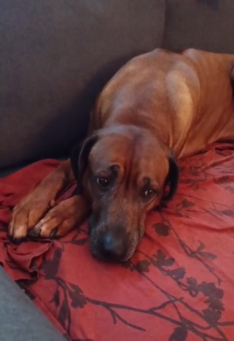 Hond Pronkrug/Rhodesian ridgeback