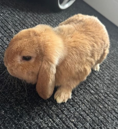 Knaagdier / Haasachtige Konijn