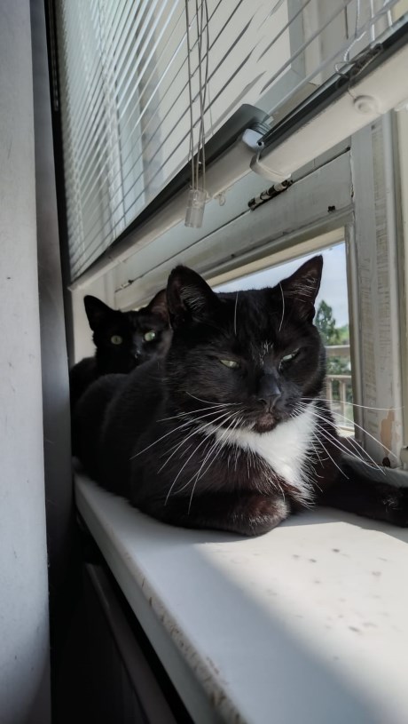 Kat Europese korthaar of huiskat