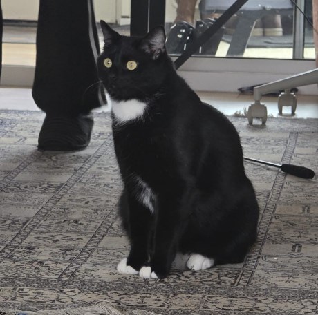 Kat Europese korthaar of huiskat