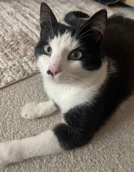 Kat Europese korthaar of huiskat