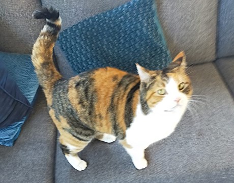 Kat Europese korthaar of huiskat