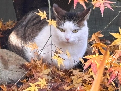 Kat Europese korthaar of huiskat