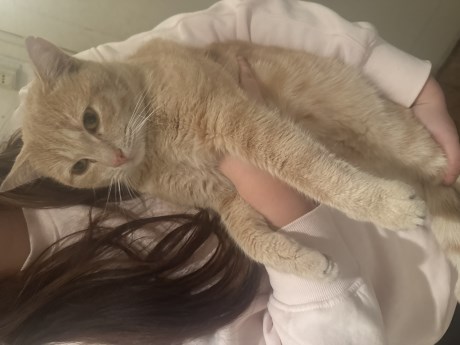 Kat Europese korthaar of huiskat