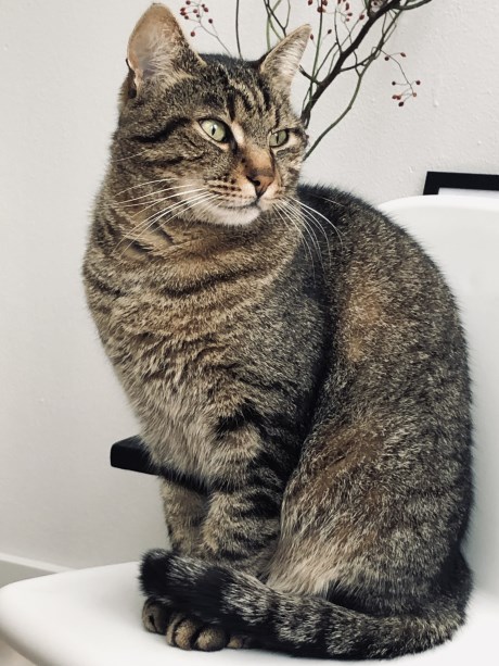 Kat Europese korthaar of huiskat