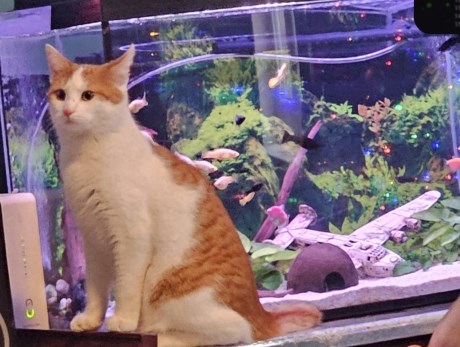 Kat Europese korthaar of huiskat