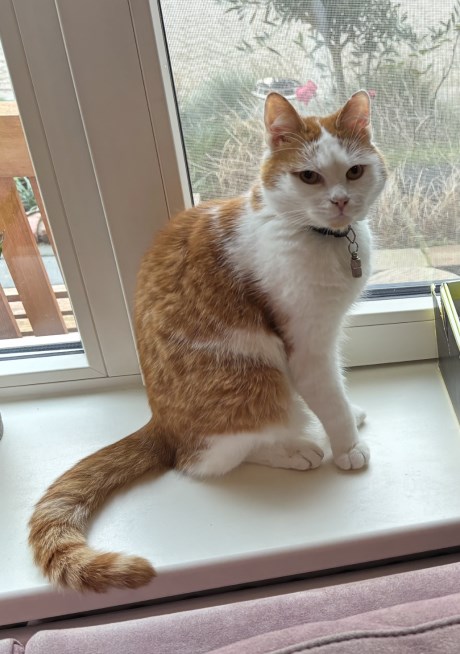 Kat Europese korthaar of huiskat