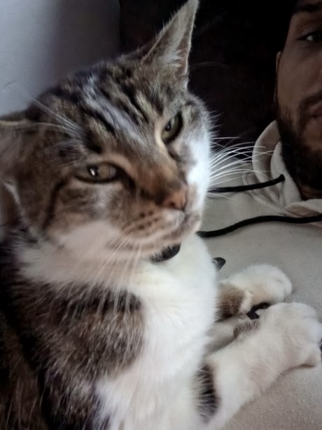 Kat Europese korthaar of huiskat