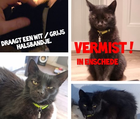 Kat Europese korthaar of huiskat