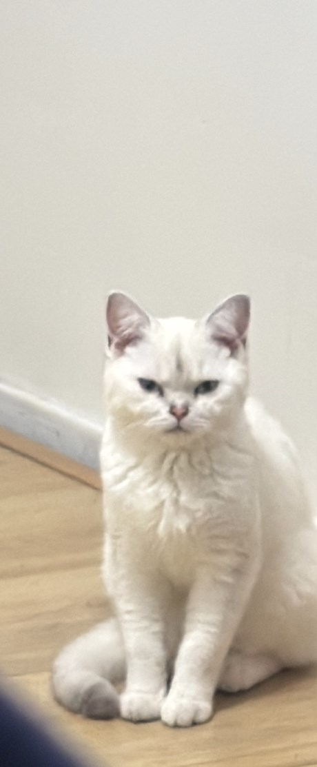 Kat Europese korthaar of huiskat