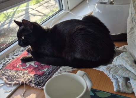 Kat Europese korthaar of huiskat