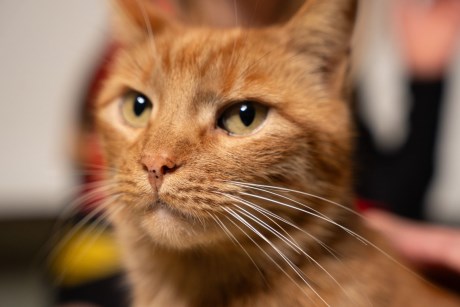 Kat Europese korthaar of huiskat