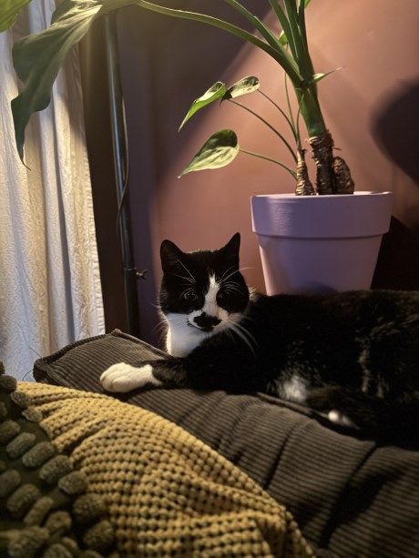 Kat Europese korthaar of huiskat