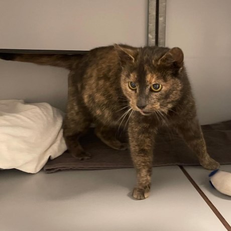 Kat Europese korthaar of huiskat