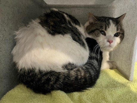 Kat Europese korthaar of huiskat