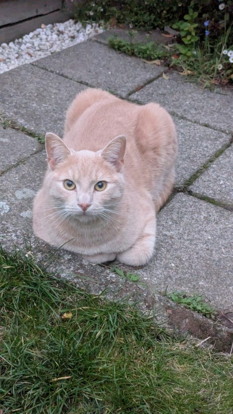 Kat Europese korthaar of huiskat