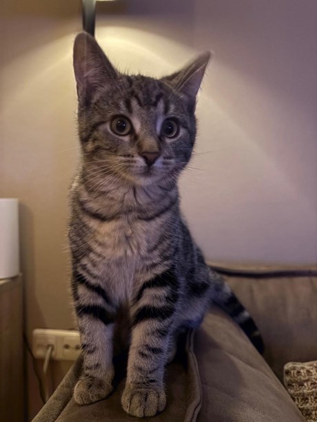 Kat Europese korthaar of huiskat