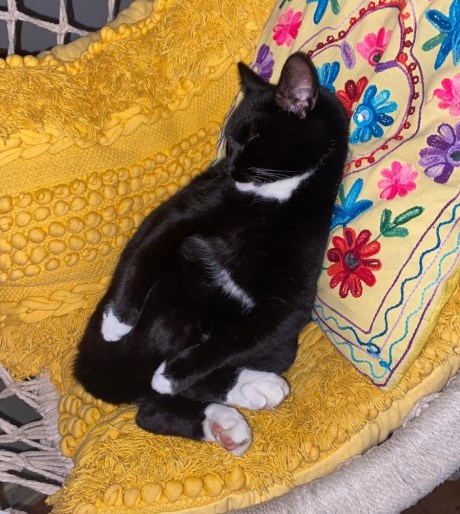 Kat Europese korthaar of huiskat