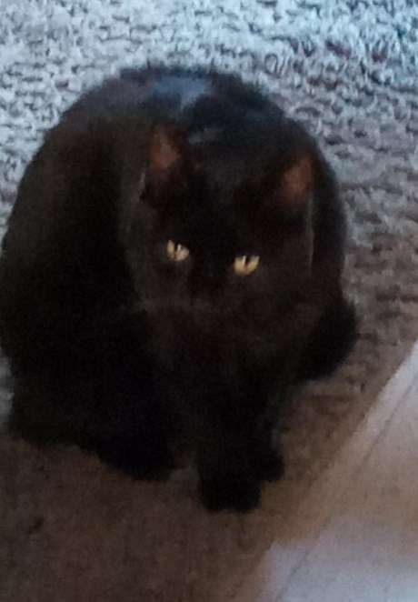 Kat Europese korthaar of huiskat