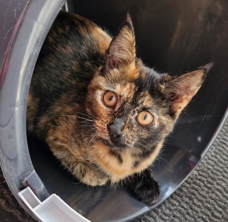 Kat Europese korthaar of huiskat