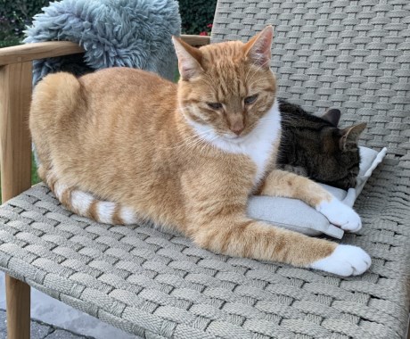 Kat Europese korthaar of huiskat