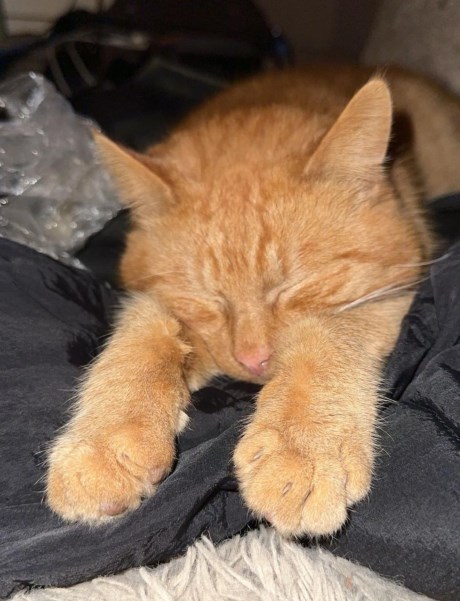 Kat Europese korthaar of huiskat