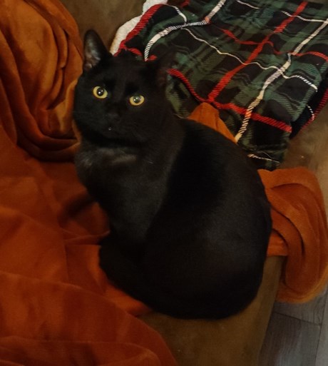 Kat Europese korthaar of huiskat