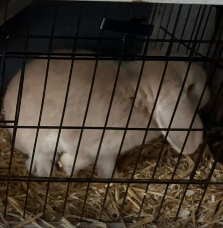 Knaagdier / Haasachtige Konijn