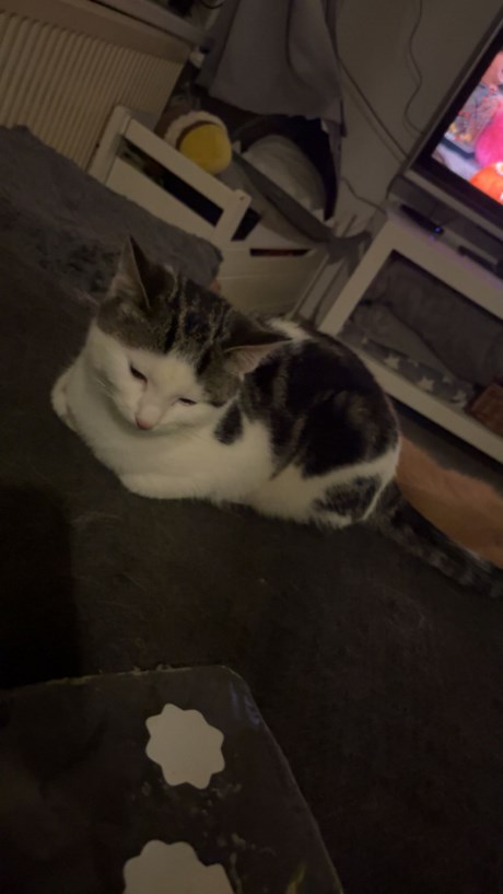 Kat Europese korthaar of huiskat