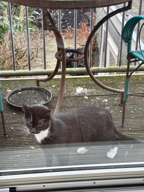 Kat Europese korthaar of huiskat