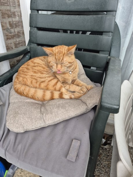 Kat Europese korthaar of huiskat