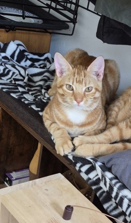 Kat Europese korthaar of huiskat