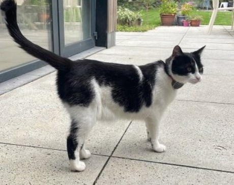 Kat Europese korthaar of huiskat